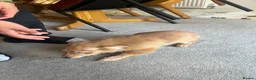 Pomeranian dogs for sale: Pomeranian puppies. - Advert 3