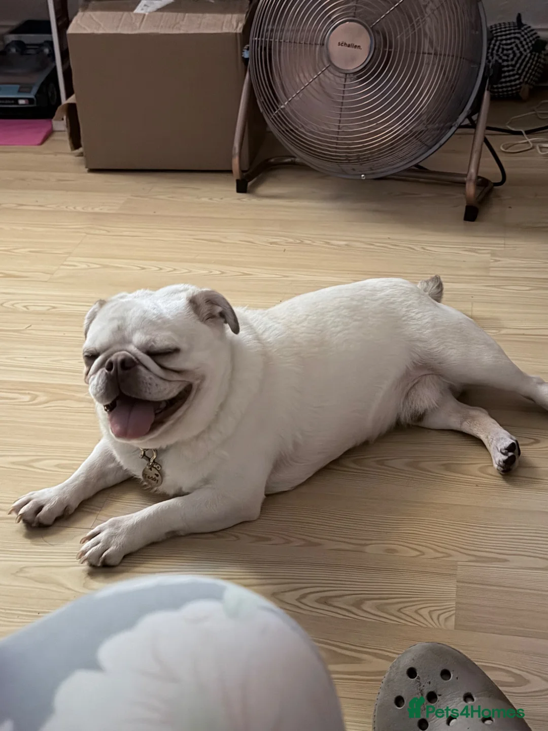 Pug dogs for sale: Male pug - Advert 3