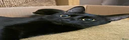 Domestic Shorthair cats for sale: Indi  - Advert 1