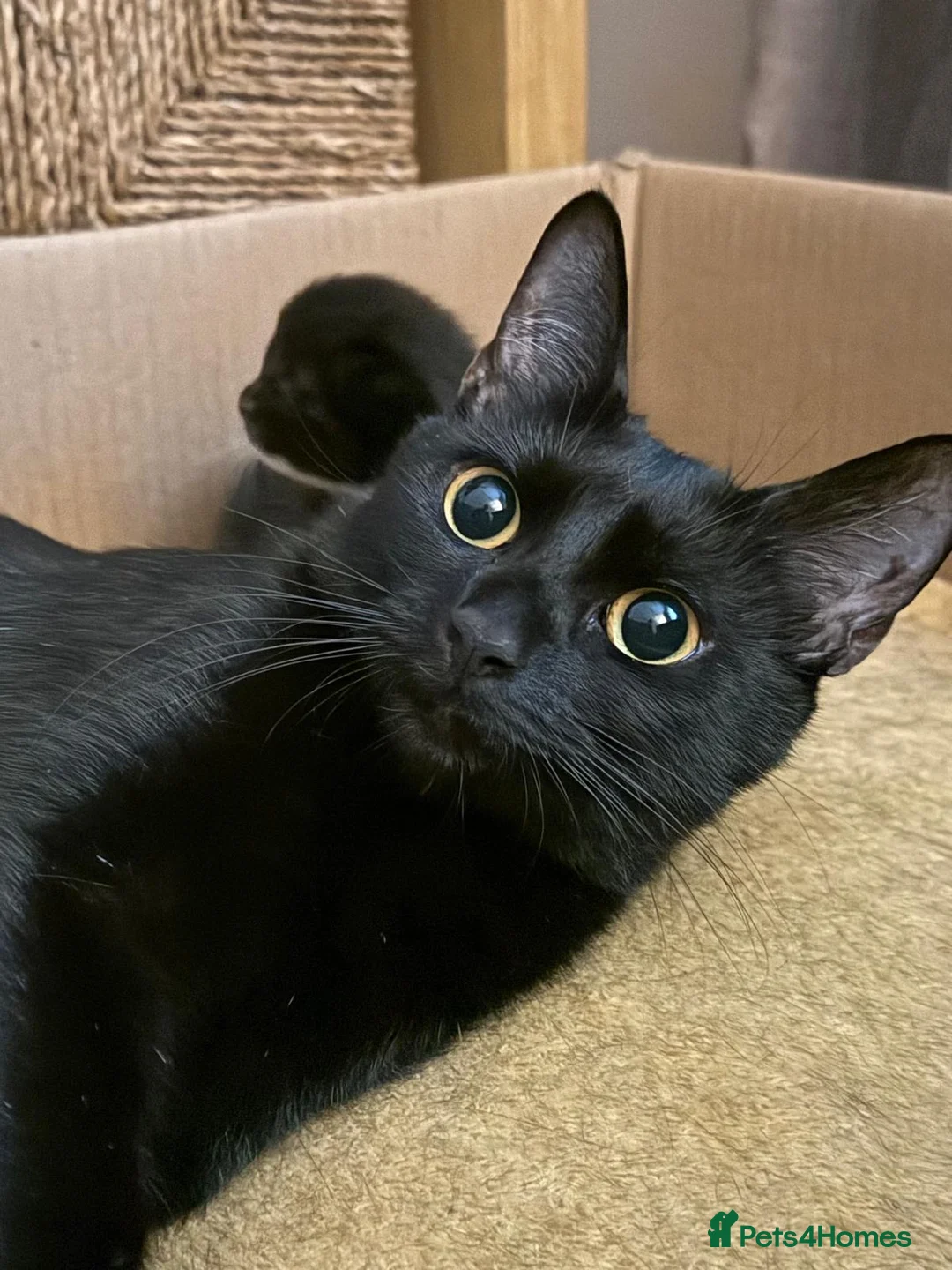 Domestic Shorthair cats for sale: Indi  - Advert 1