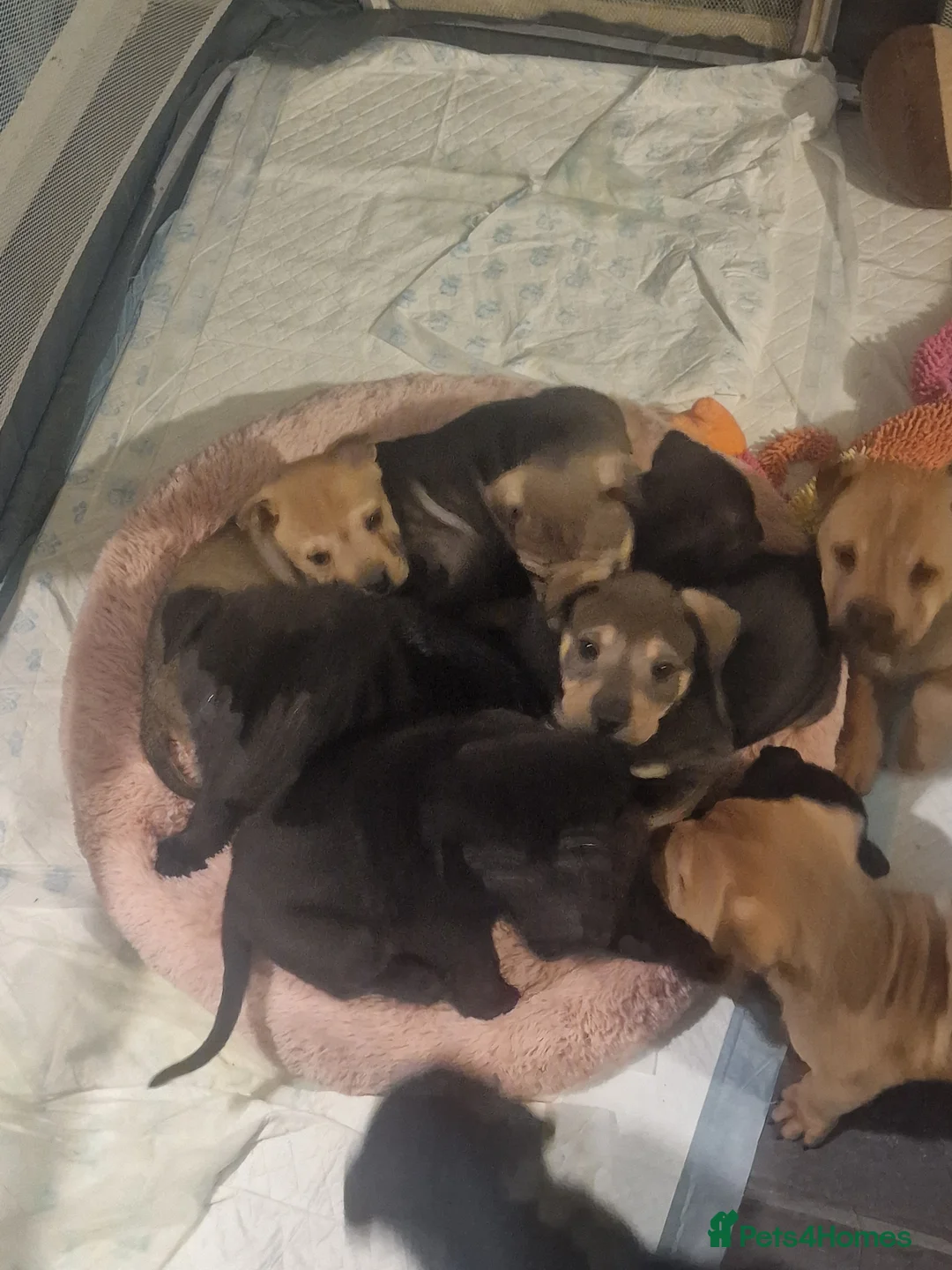 Mixed Breed dogs for sale: 11 chunky rottpei puppys  - Advert 12