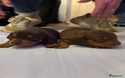 Miniature Dachshund dogs for sale: Chocolate & Tan Smooth haired - mini dachshund - Image 2