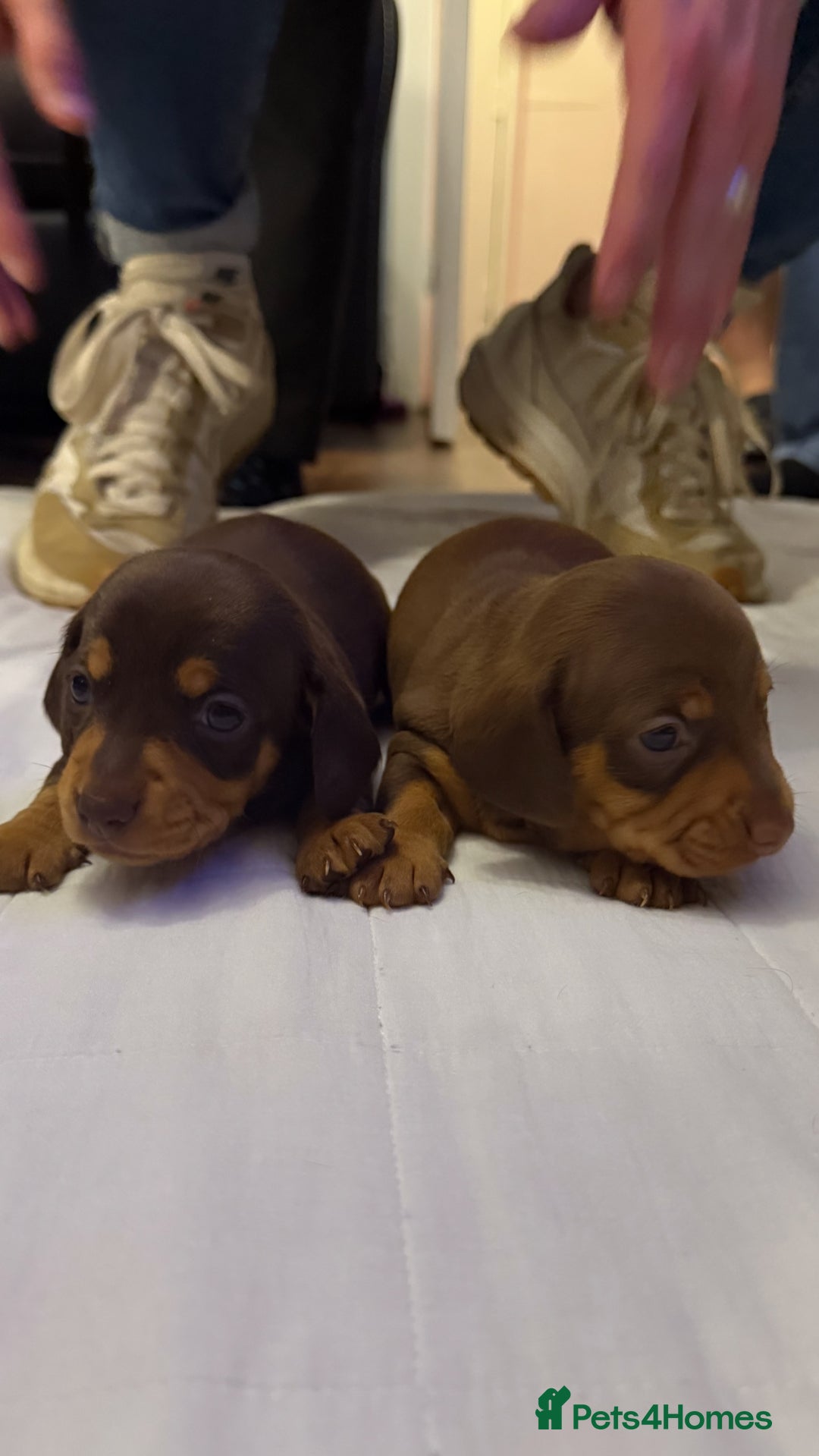 Miniature Dachshund dogs for sale: Chocolate & Tan Smooth haired - mini dachshund - Image 2