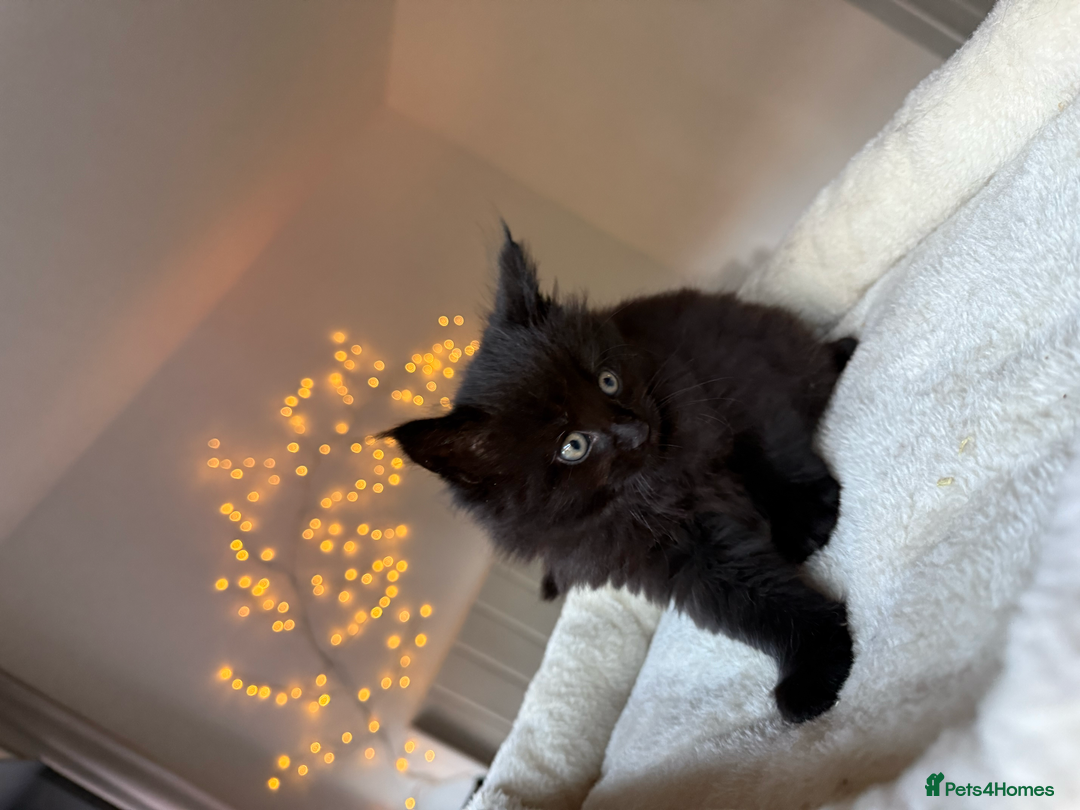 Maine Coon cats for sale: Beautiful Maine Coon Kittens – Ready mid January - Advert 18