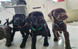 Mixed Breed dogs for sale: Dobermann X Weimaraner Cross Mix Puppies - Image 18