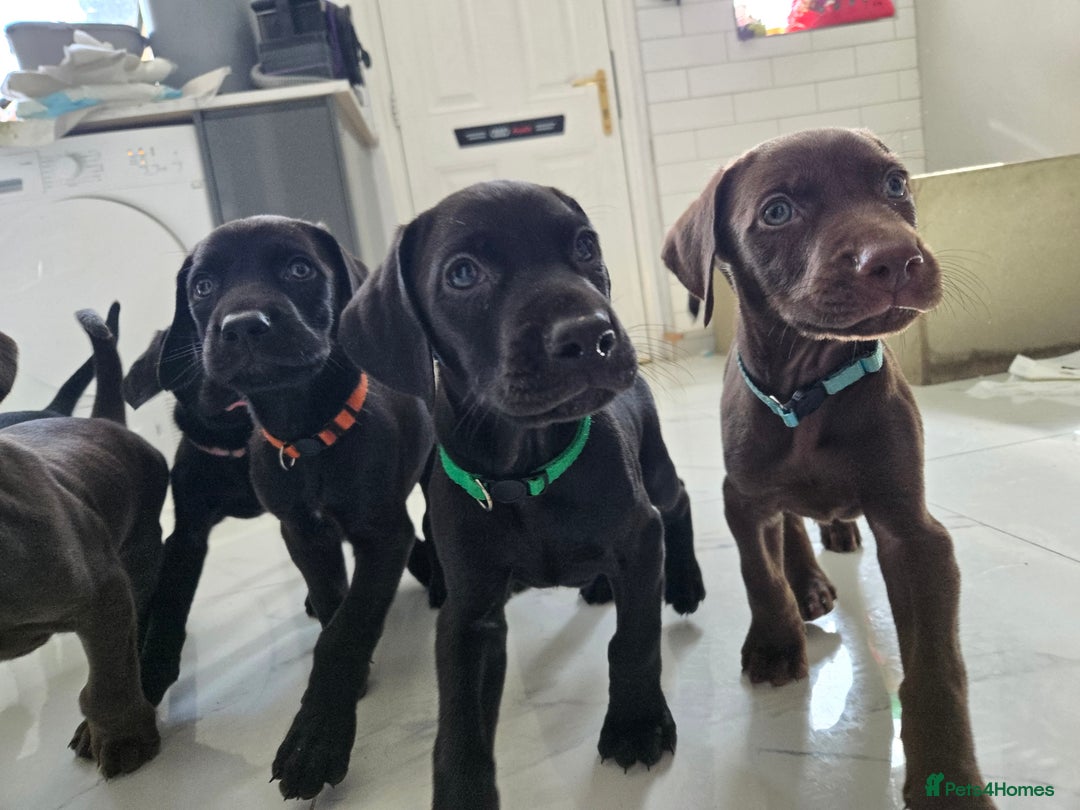 Mixed Breed dogs for sale: Dobermann X Weimaraner Cross Mix Puppies - Image 18