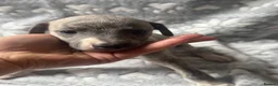 Whippet dogs for sale: KC registered whippet puppy’s  - Advert 20