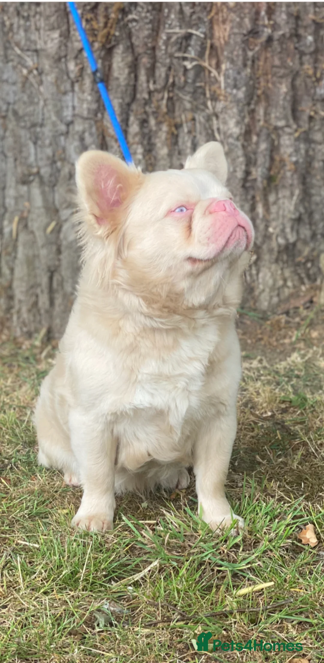 French Bulldog dogs for sale: Blue and tan frenchie girl  - Advert 7