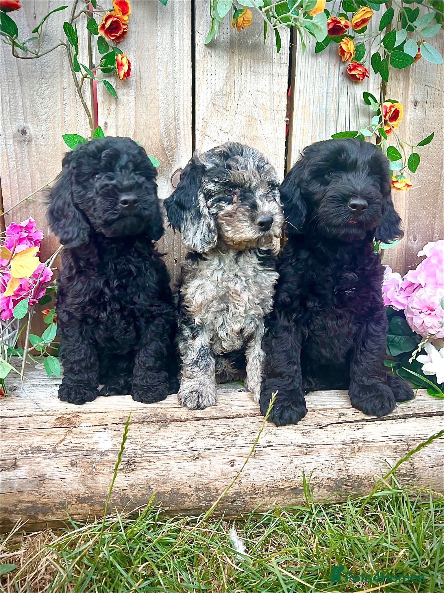Cockapoo dogs 🐾Quality  Cockapoos  – Blue Merle/Black Boys  - Advert 5