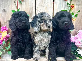 Cockapoo dogs 🐾Quality Cockapoos – Blue Merle/Black Boys - Advert 5
