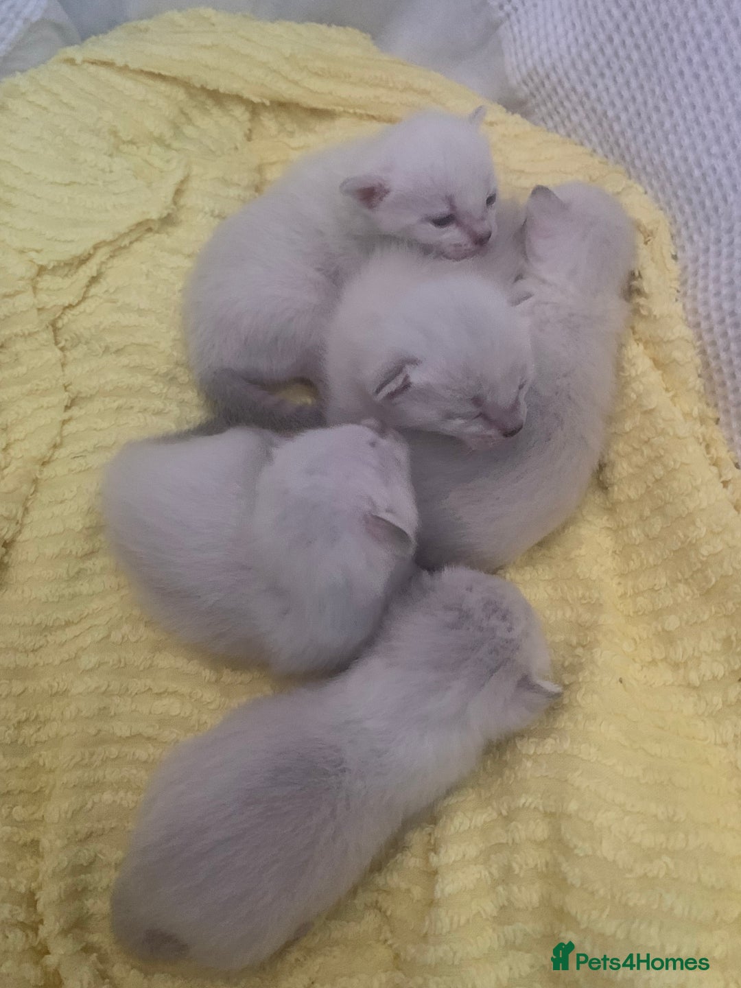 Siamese cats for sale: Siamese x Maine coon  - Advert 4