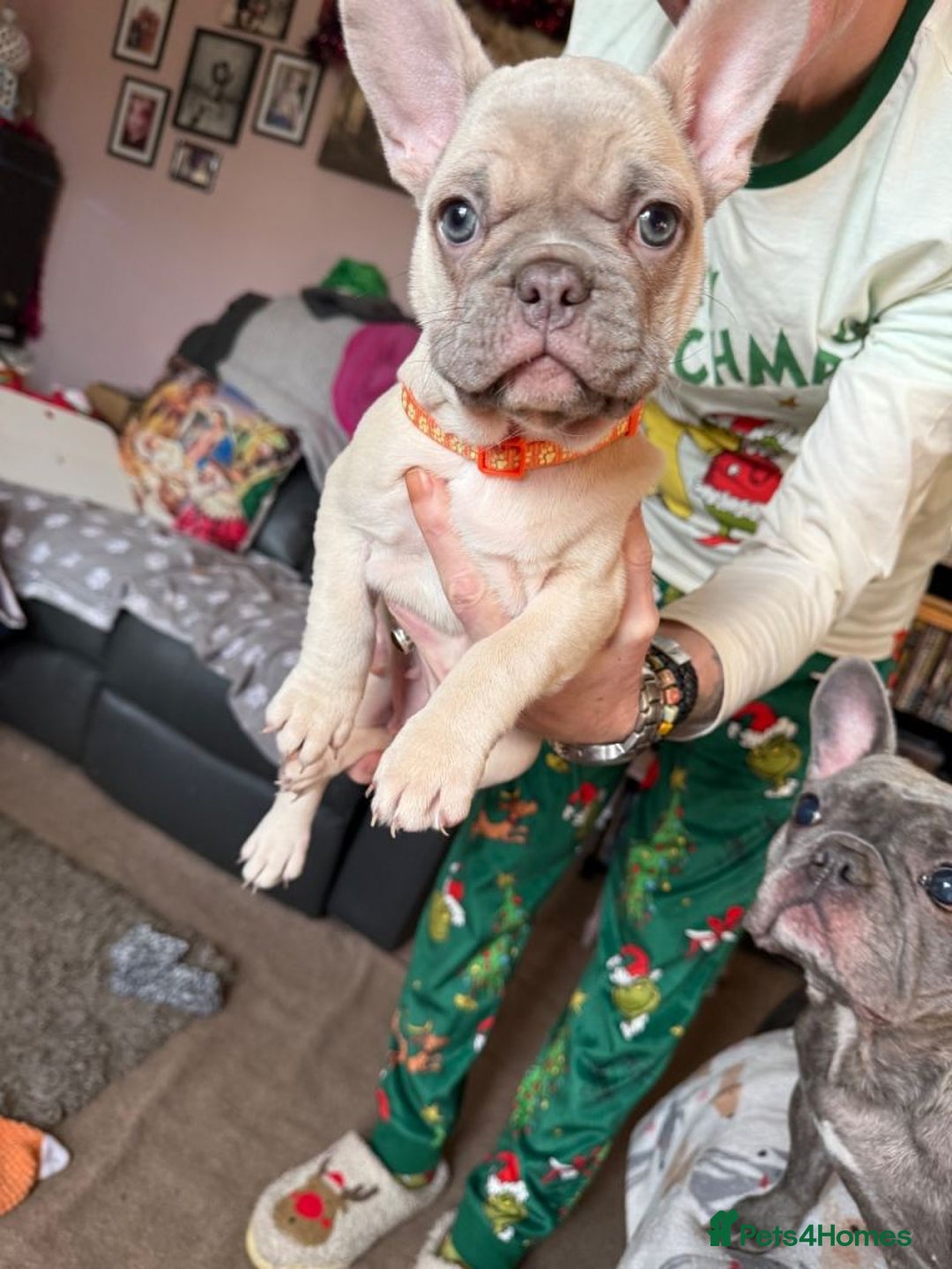French Bulldog dogs for sale: Three French Bulldog Puppies Available - Advert 6