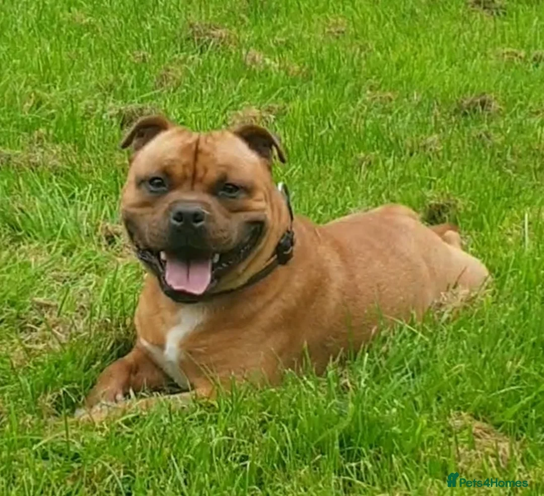 Staffordshire Bull Terrier dogs for stud: 🥨CHIEF CHAMPION SIRED. 🥨🏆  in Rochdale - Advert 7