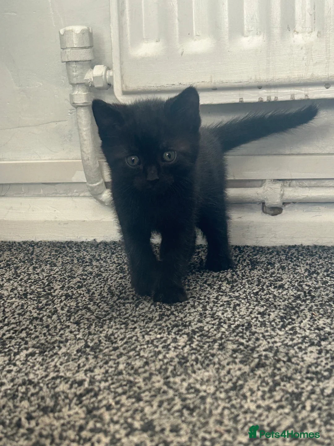 Mixed Breed cats for sale: 3 black kittens left - Advert 7