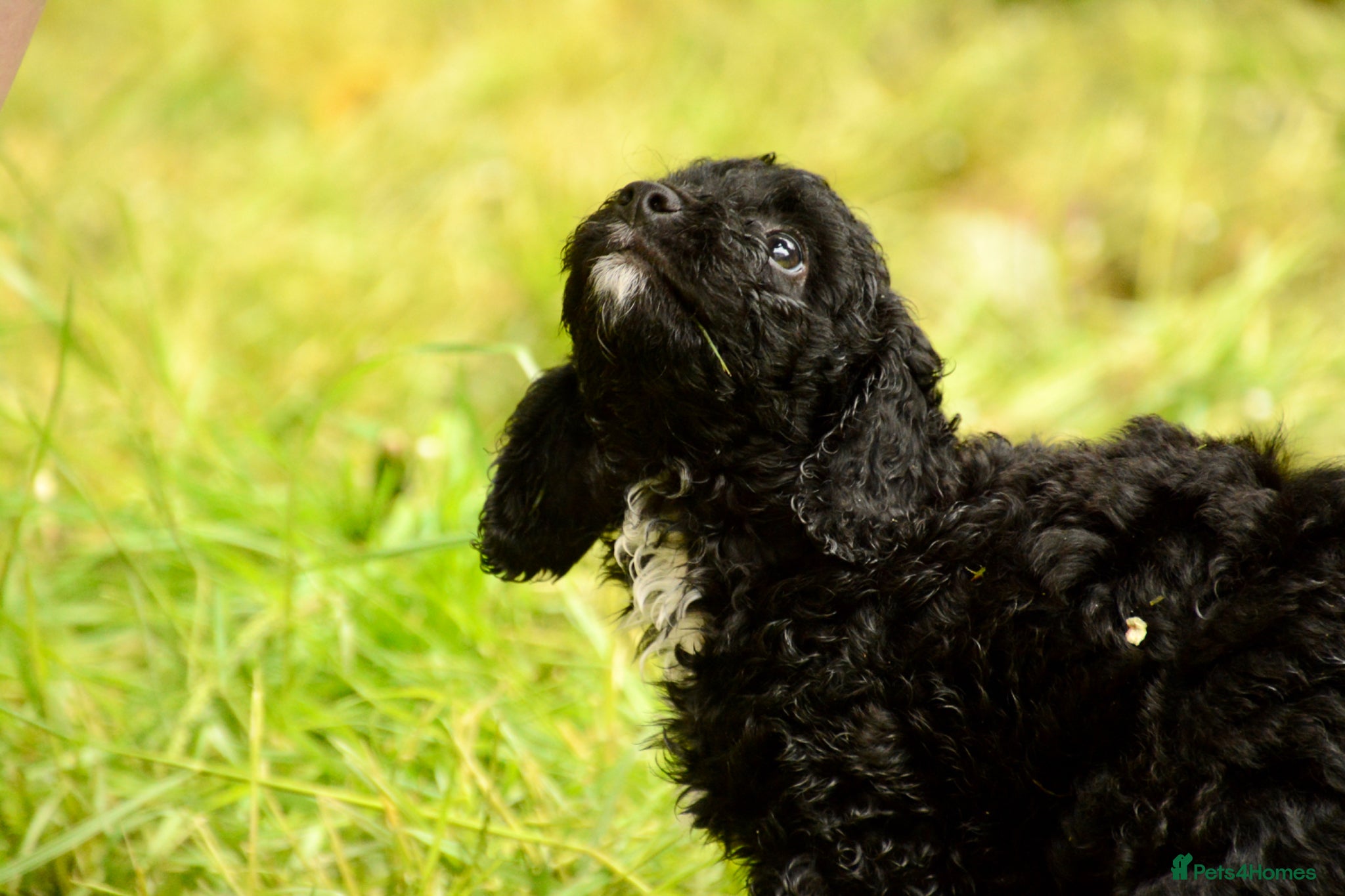 Cockapoo dogs Beautiful Cockapoo puppies for sale - Advert 3