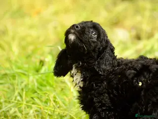Cockapoo dogs Beautiful Cockapoo puppies for sale - Advert 3