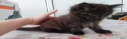 Mixed Breed cats for sale: Beautiful kitten looking for home! - Advert 4