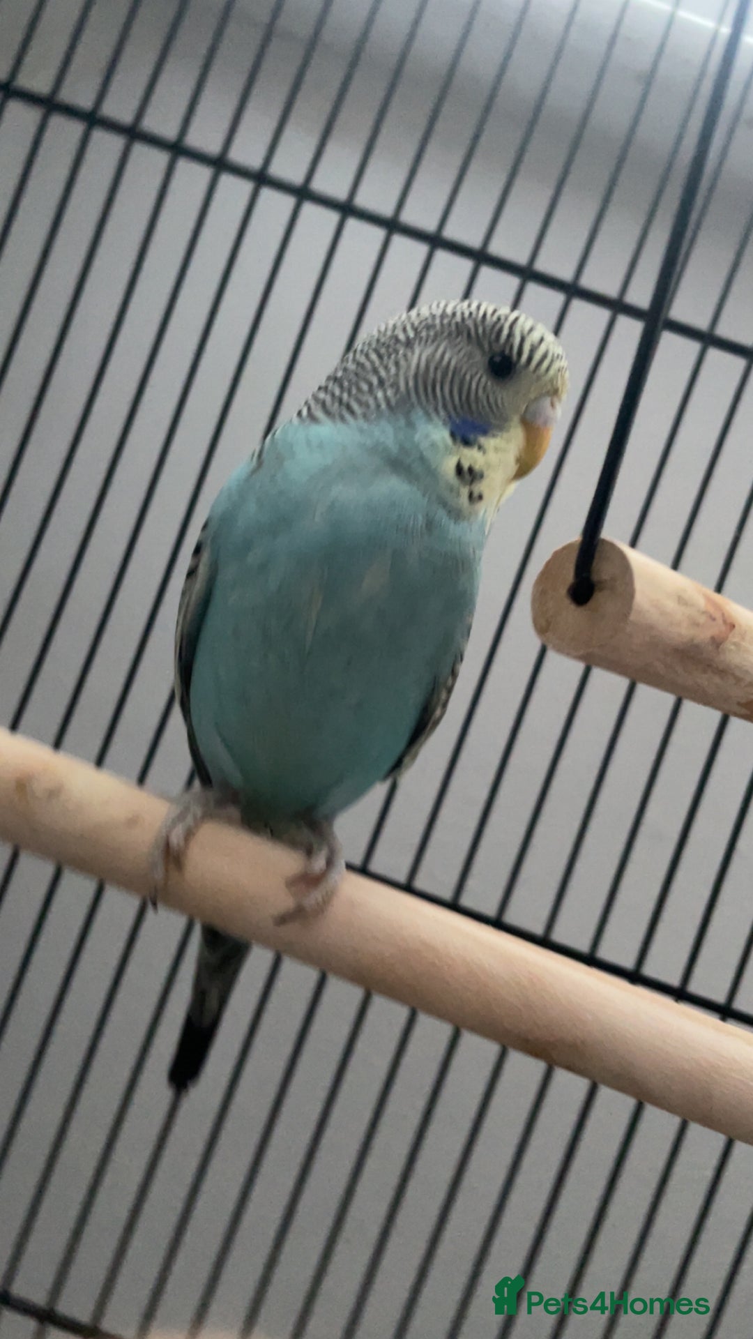 Budgerigars birds for sale: Baby Budgie - Advert 2
