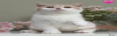 British Shorthair 9