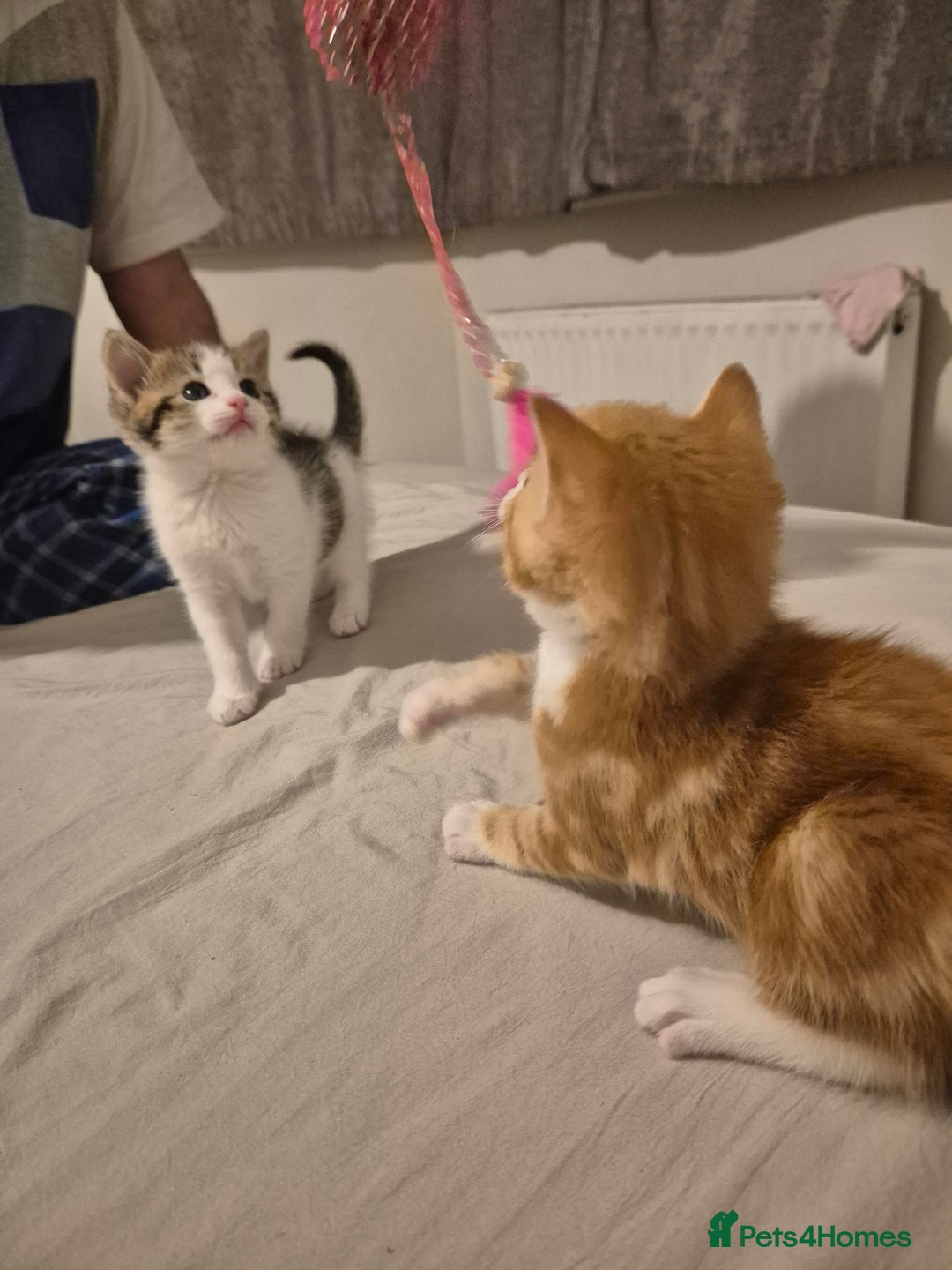 Domestic Shorthair cats for sale: 3 beautiful kittens - Advert 7