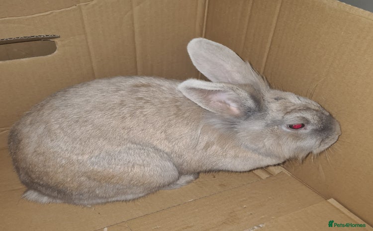 Havana rabbits - Advert 2
