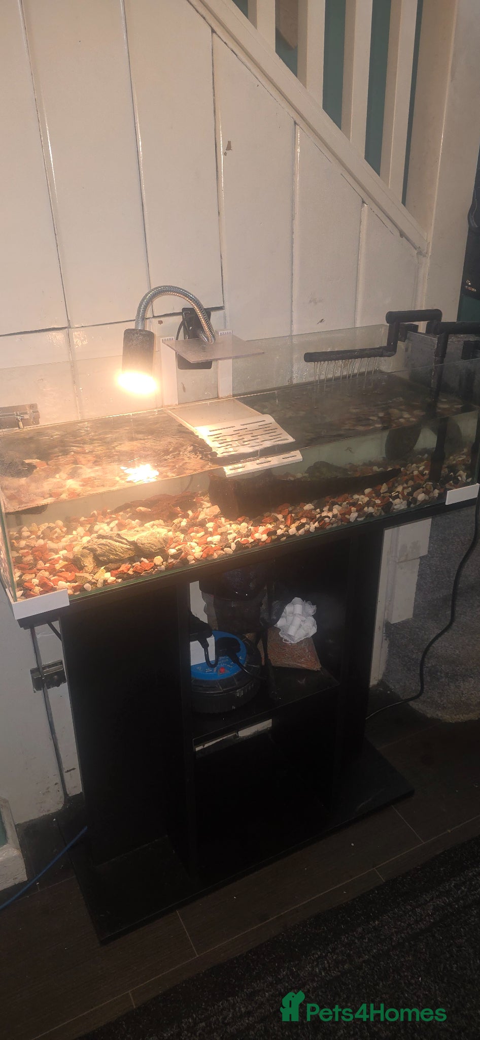 Turtle reptiles Musk turtle with full set up Essex - Advert 1