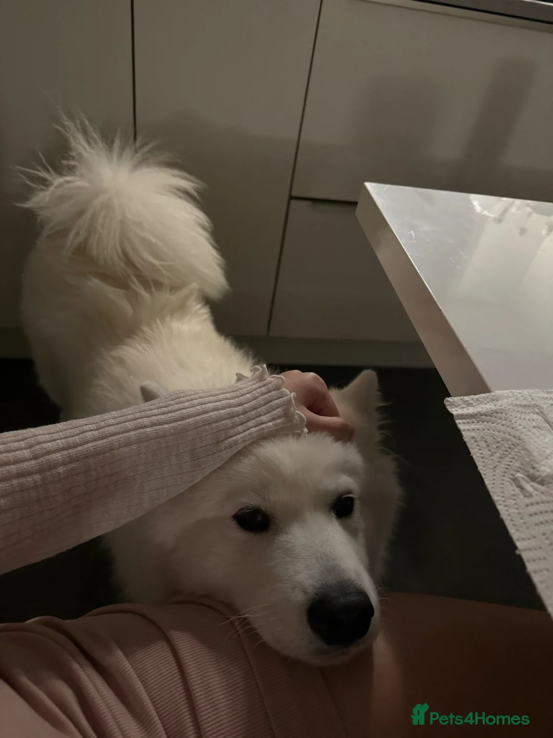 Samoyed dogs for adoption: Samoyed girl rehome  - Advert 5
