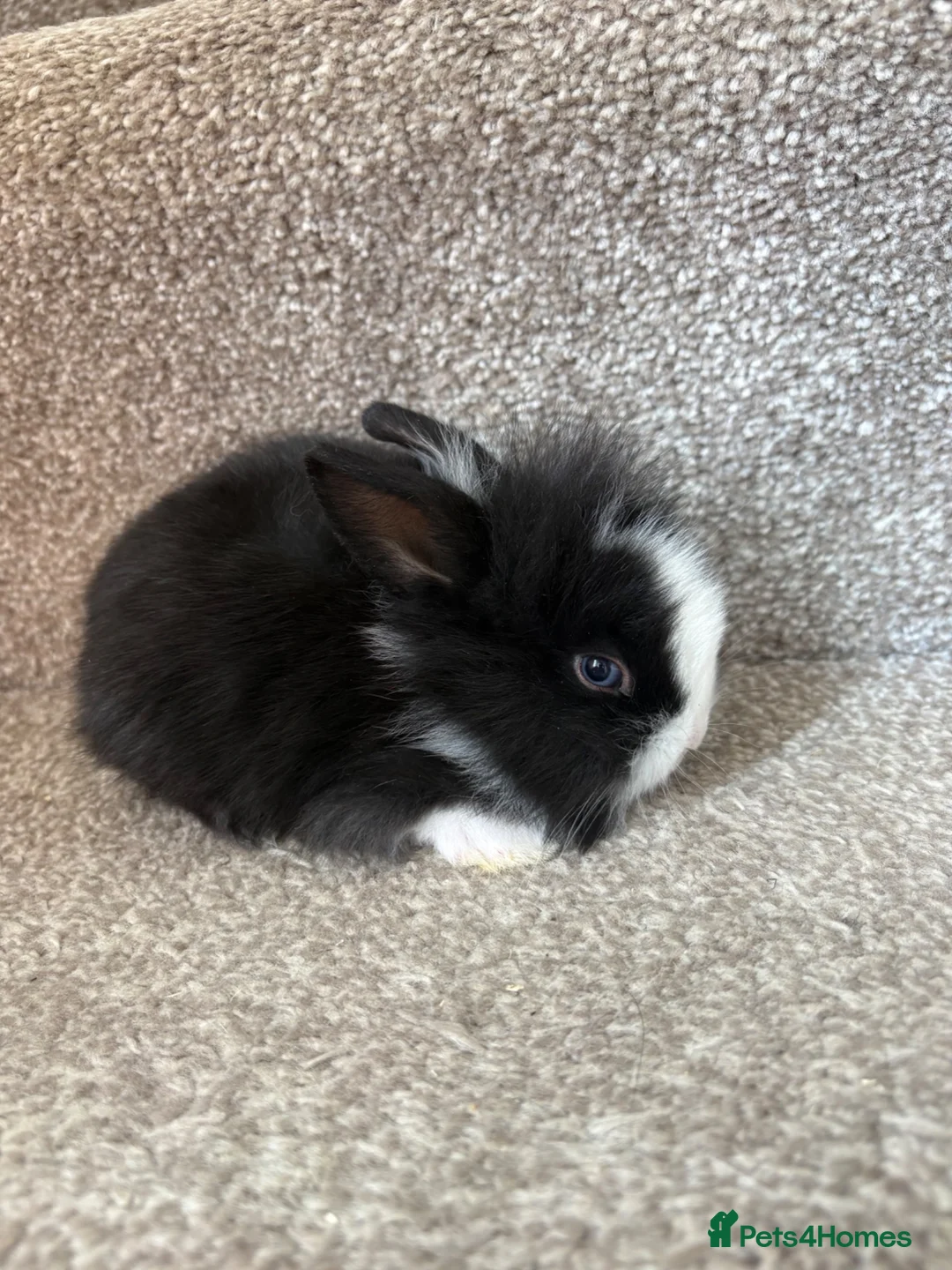 Mixed Breed rabbits for sale: Bunnies for sale - Advert 2