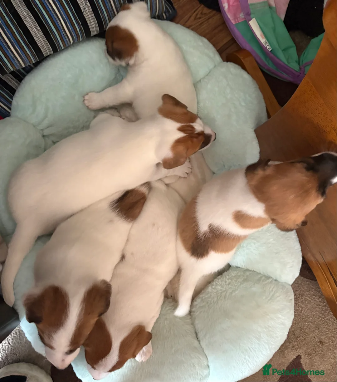 Jack Russell dogs for sale: Traditional Jack Russell Puppies for Sale - Advert 2