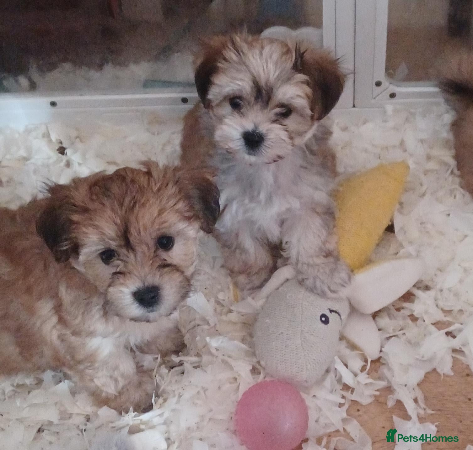 Morkie dogs Maltese x Yorkshire terrier  - Advert 1