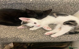 Mixed Breed cats for sale: Beautiful little girl - Image 5