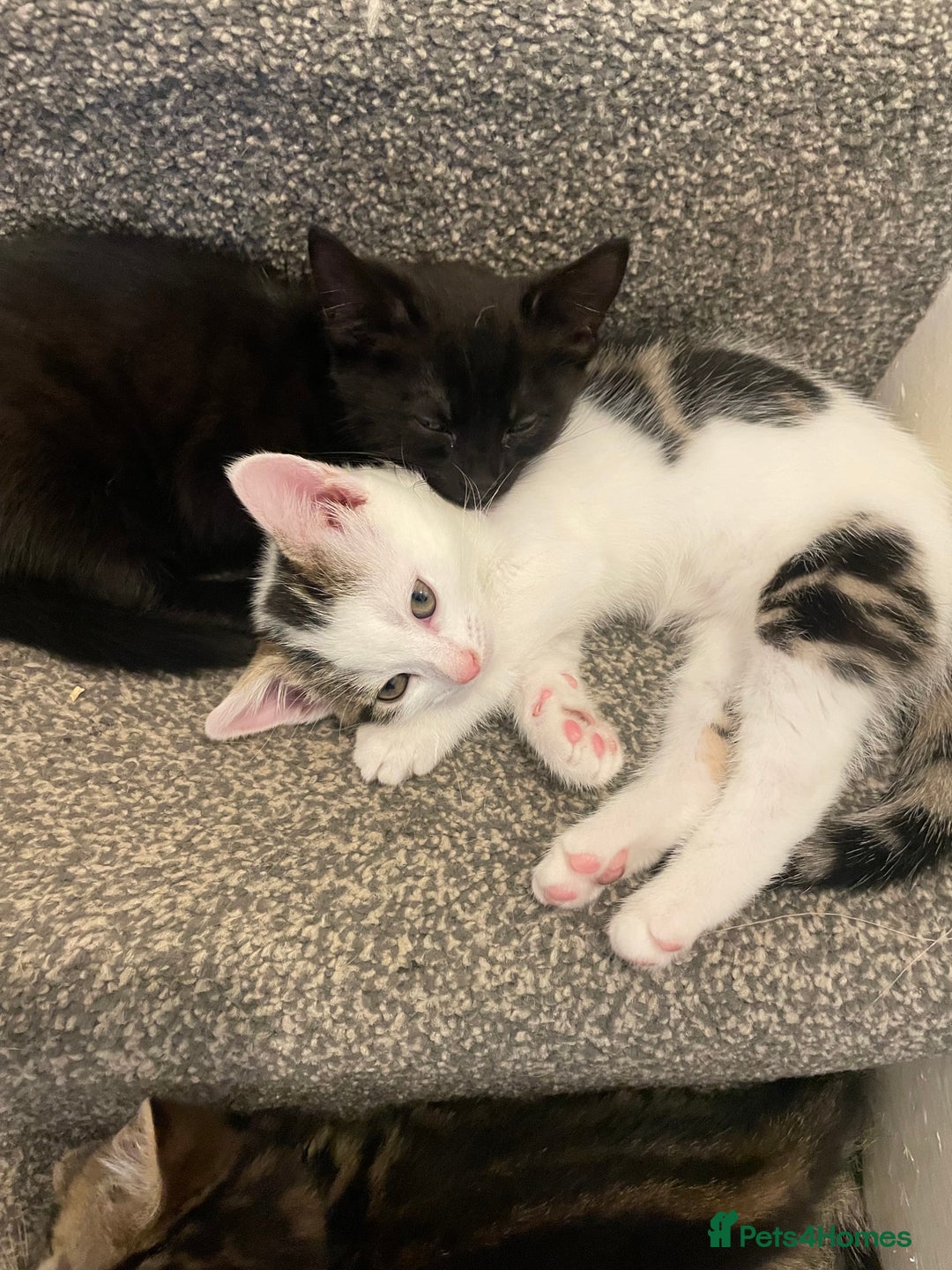 Mixed Breed cats for sale: Beautiful little girl - Image 5