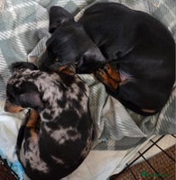 Miniature Dachshund dogs Miniature Dachshunds Puppies - Advert 8