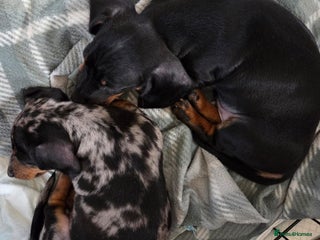 Miniature Dachshund dogs Miniature Dachshunds Puppies - Advert 17