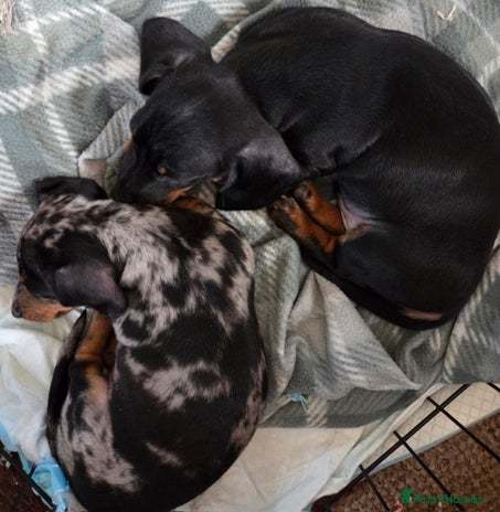 Miniature Dachshund dogs Miniature Dachshunds Puppies - Advert 3