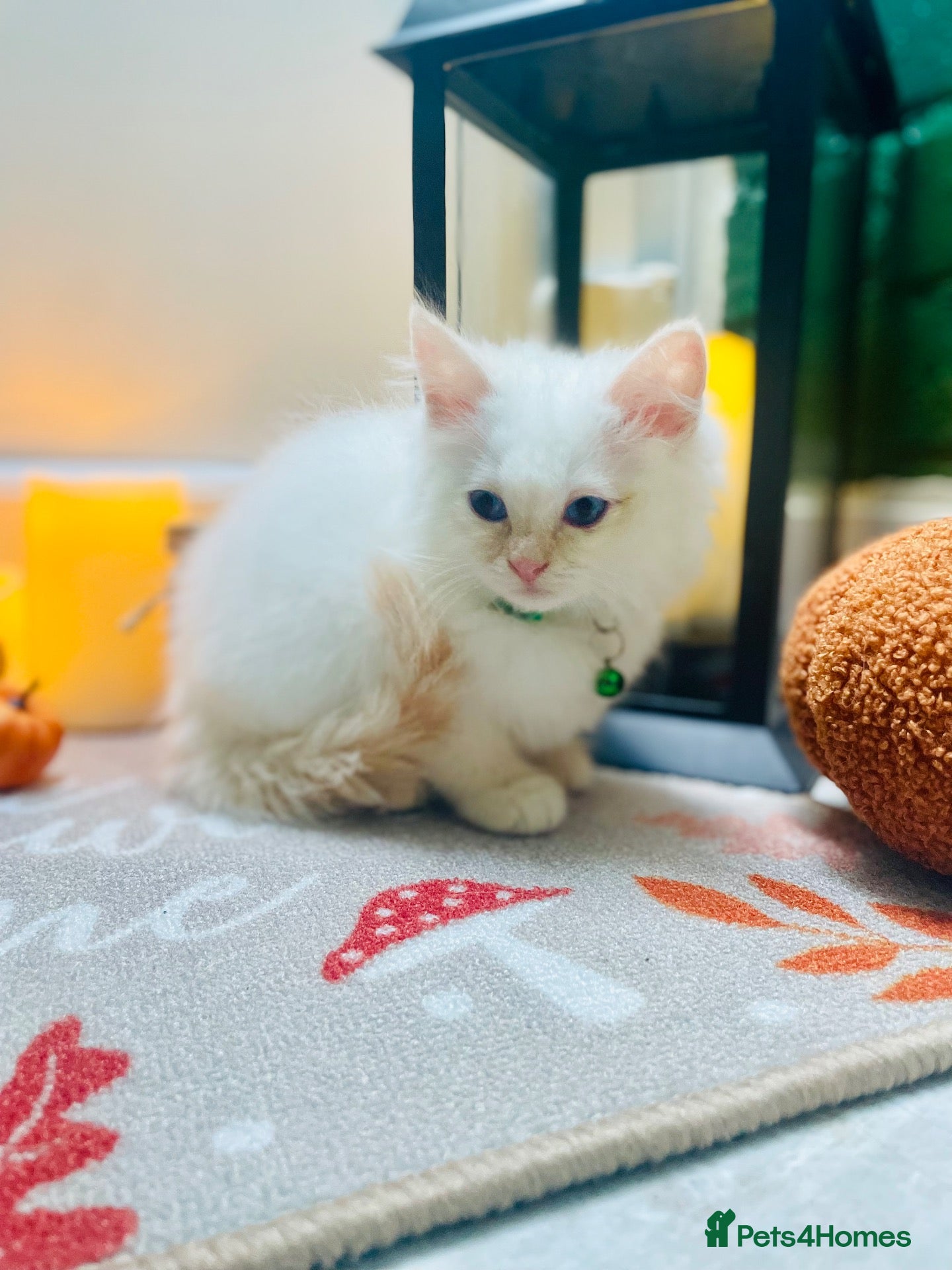 Ragdoll cats for sale: Last Pedigree ragdoll💕  (docs and certificates) - Advert 1