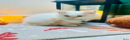 Ragdoll cats for sale: Pedigree ragdolls with docs and certificates - Advert 24