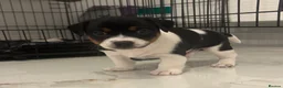 Patterjack dogs for sale: Beautiful little Jack puppies in Chatham - Advert 8