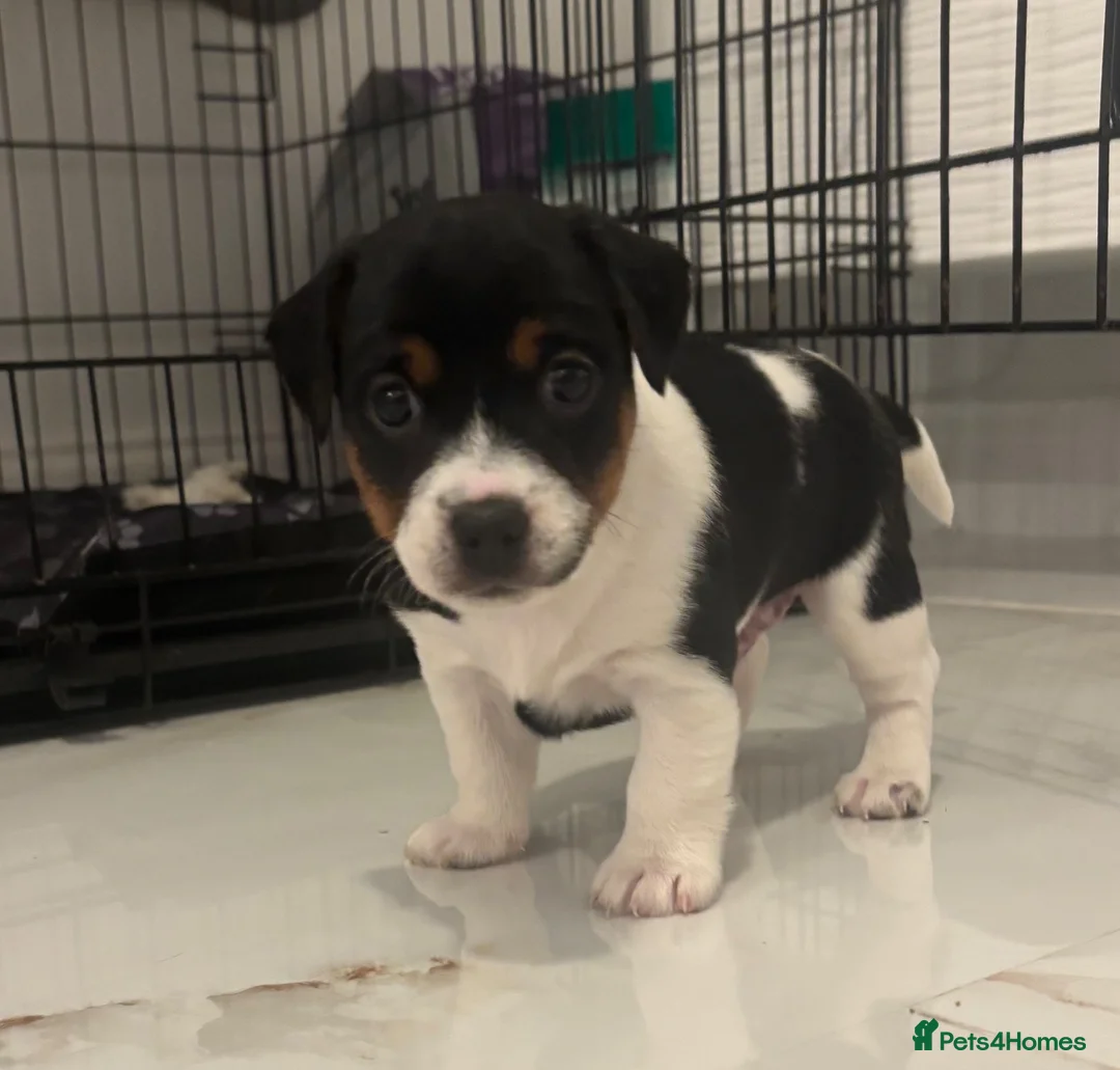 Patterjack dogs for sale: Beautiful little Jack puppies in Chatham - Advert 8