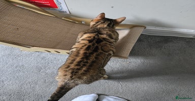 Bengal cats 🔥TICA Active IMPORTEDElite Breeding Quality🔥 - Advert 10