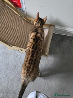 Bengal cats 🔥TICA Active IMPORTEDElite Breeding Quality🔥 - Advert 5