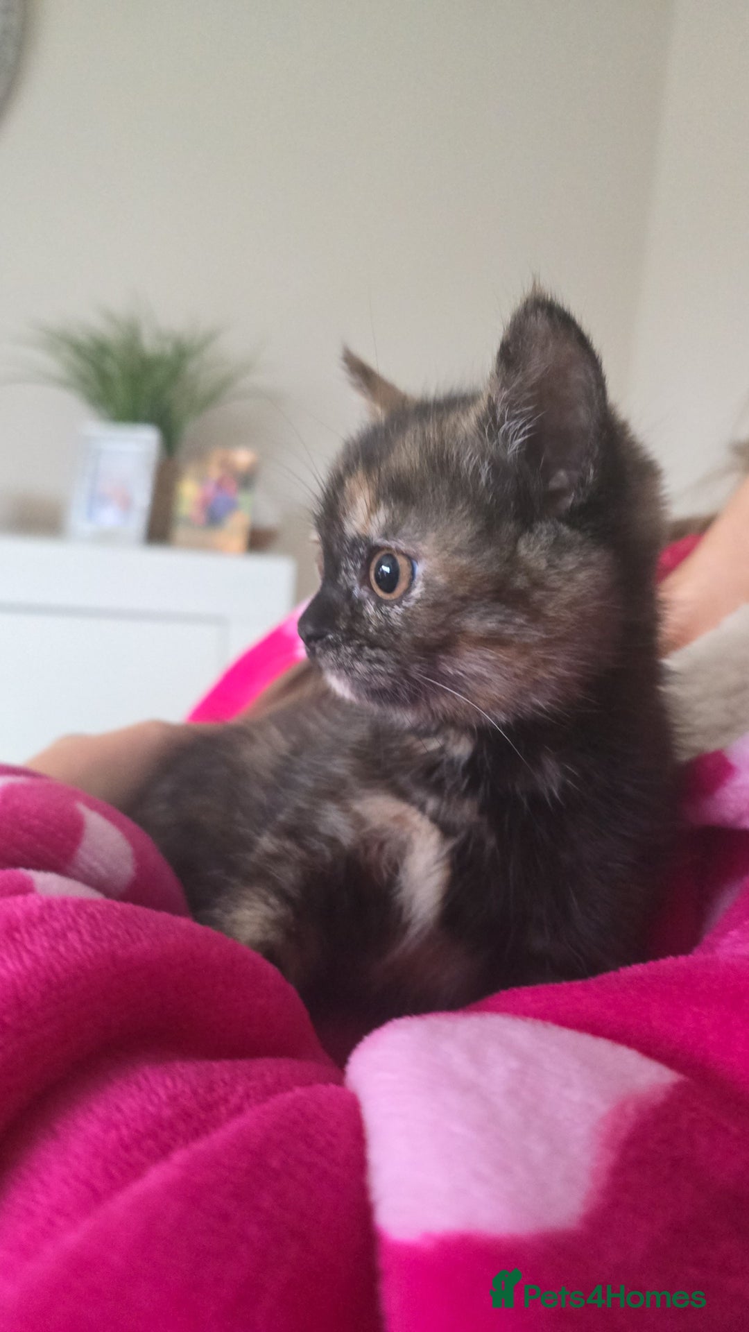 British Longhair cats for sale: Female kitten ready to go 💗  - Advert 8