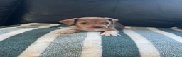 Jack Russell dogs for sale: Jack Russell puppies  in Doncaster - Advert 5