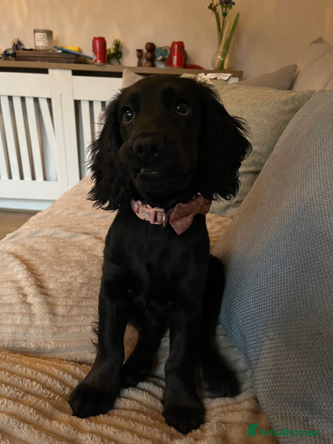 Cocker Spaniel dogs for sale: Shy girl needs quieter home - Advert 4