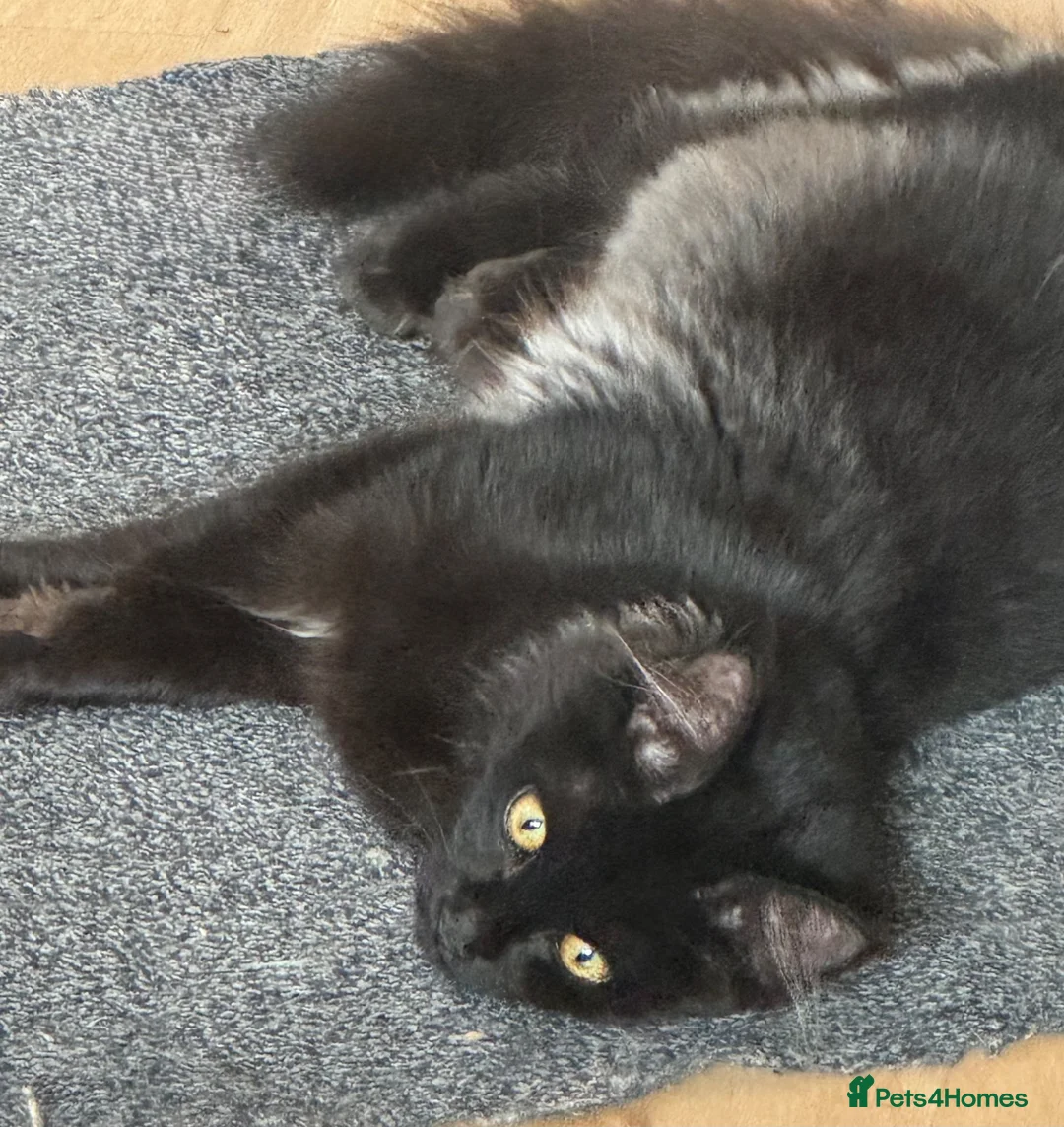 Maine Coon cats for sale: Exceptional pedigree MaineCoon female - Sprite - Advert 2