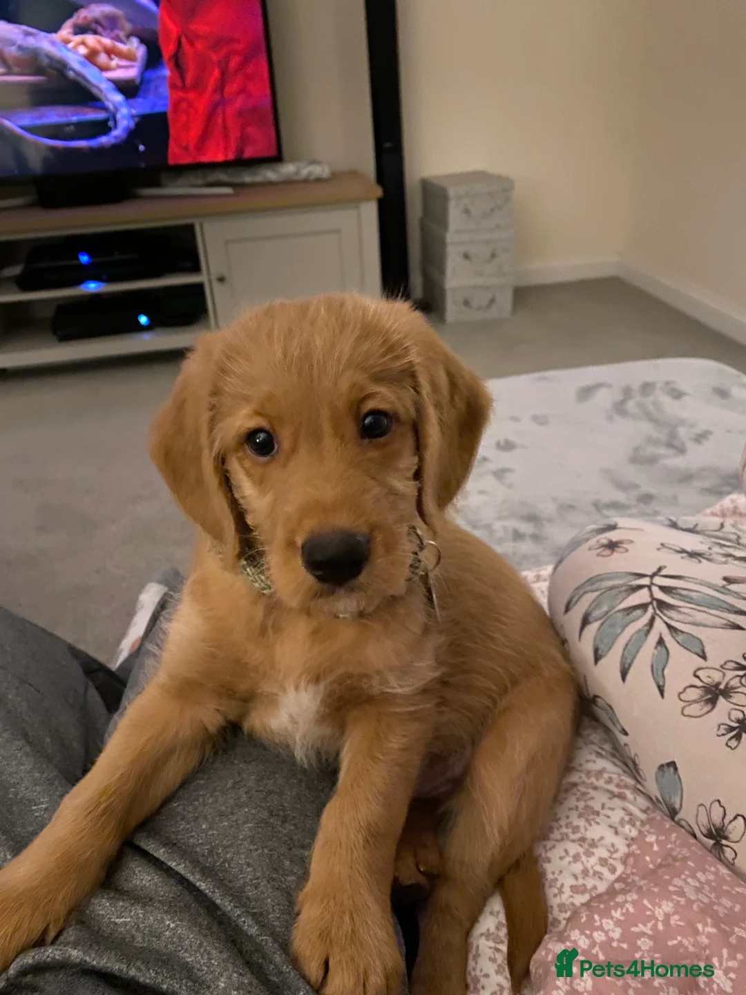 Labradoodle dogs for stud: STUD F1 Labradoodle  in Littlehampton - Advert 8