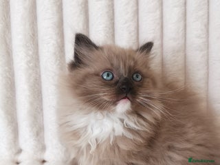 Ragdoll cats Stunning TICA Ragdoll Kittens - Mink, Sepia, - Advert 7