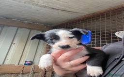 Border Collie dogs for sale: 6 border collies looking for there forever homes  - Image 5