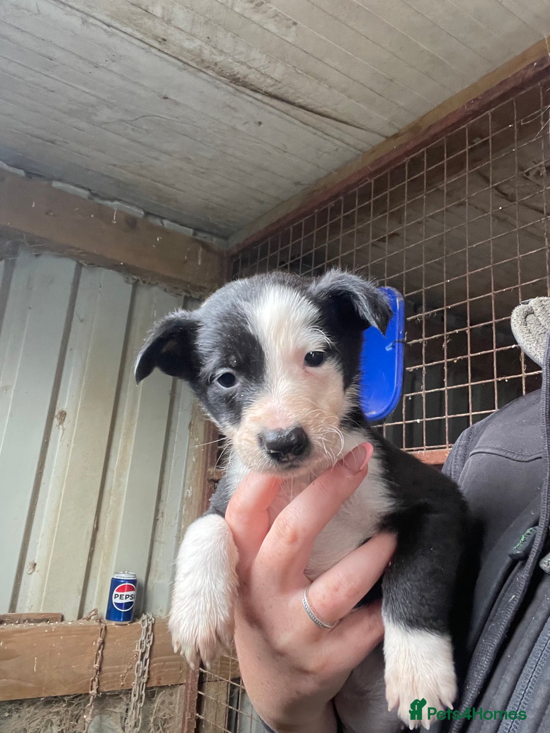 Border Collie dogs for sale: 6 border collies looking for there forever homes  - Image 5