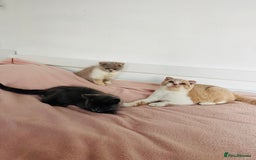 British Shorthair cats for sale: ChampionLine Kittens ready now  - Image 5